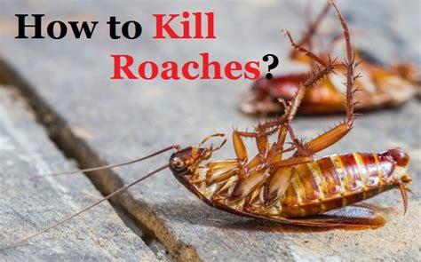 How to Kill Roaches Fast?