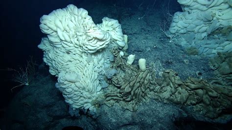 Massive Mounding Lophocalyx Deep Sea Sponge Nautilus Live Youtube