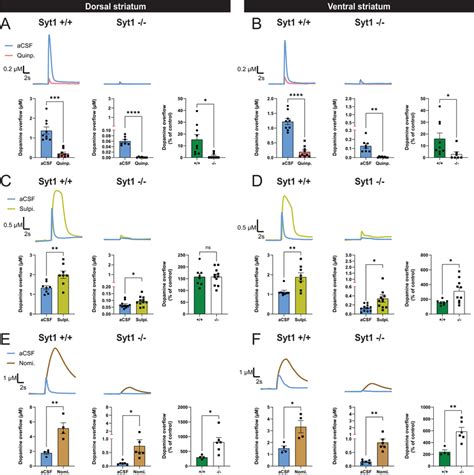 Increased D Autoreceptor Function In Syt Ckoda Mice A Fscv