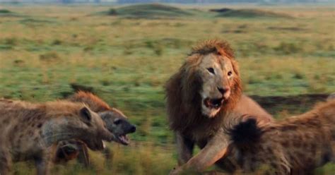 Lion struggles to fight off 20 hyenas – his bro shows up and saves him