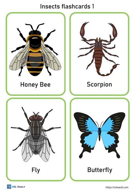 24 Free Printable Pdf Insects Flashcards Esl Vault