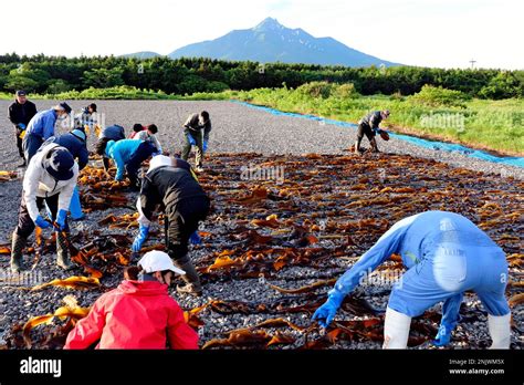 Fishermen Collect Rishiri Konbu Kelp At The Beach With Mt Rishiri In