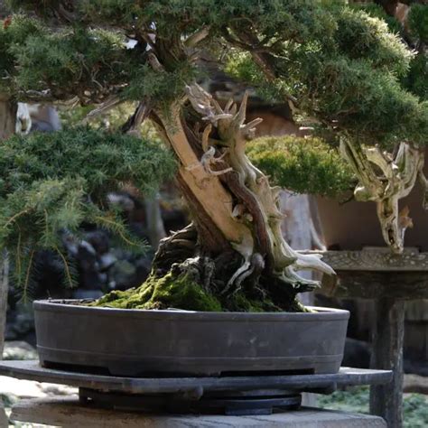 Juniper Bonsai Watering Management: Everything You Need to Know