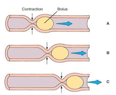 Define Peristalsis Explain With The Help Of A Diagram