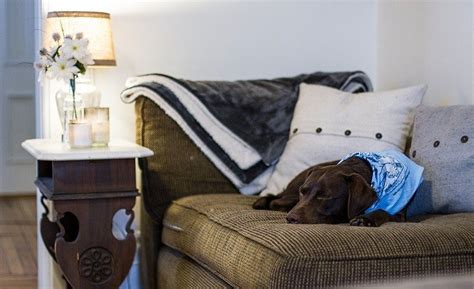 5 Ways To Save Your Sofa From Sneaky Canine Couch Hogs
