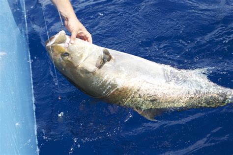 Greater Amberjack Count