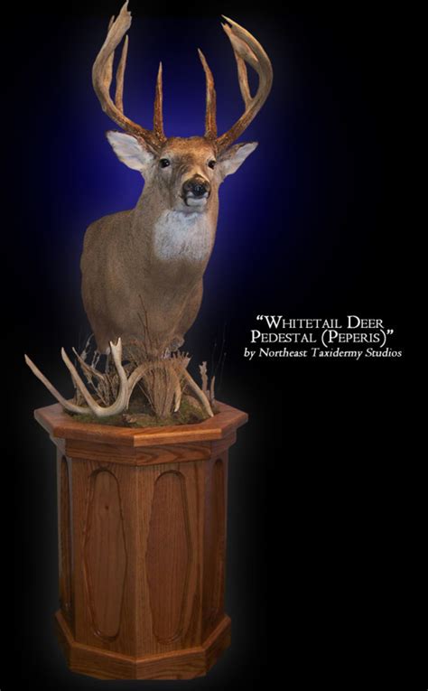 Whitetail Deer Mount, Whitetail Deer Taxidermy