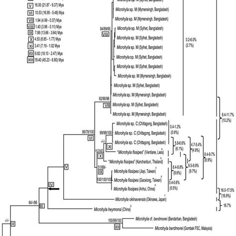 Maximum Likelihood Ml Tree Based On Mitochondrial Cytb Gene Sequences