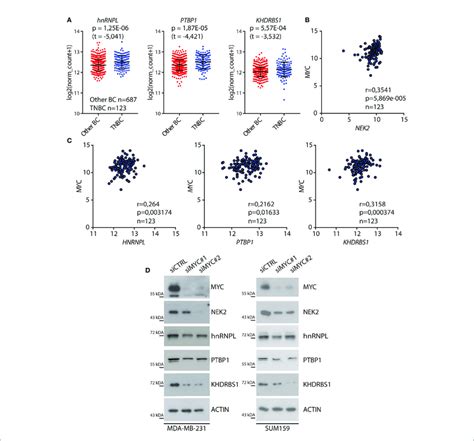 C MYC Regulates The Expression Of NEK2 In TNBC Cells A Dot Blot