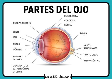 Partes Del Ojo Humano Y Su Funcion