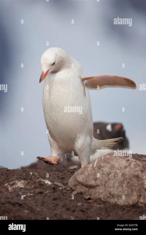 Leucistic penguin hi-res stock photography and images - Alamy