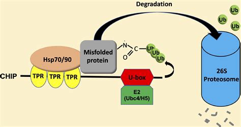 Frontiers Conserved And Unique Roles Of Chaperone Dependent E3