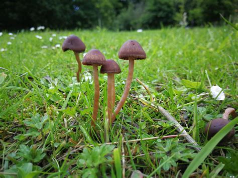 Psilocybe Baeocystis Uk Rmagicmushrooms