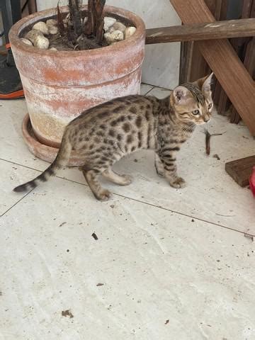 Gato Bengal Femea Adulta ANIMAIS Novembro Clasf