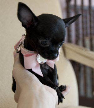 Black Apple Head Chihuahua Puppy - Pets Lovers