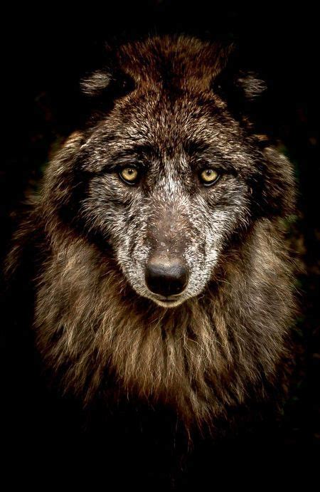 Female Black Wolf Photo By Philippe Lacroix — National Geographic Your