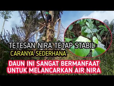 Cara Agar Nira Aren Mengalir Deras Dan Stabil Petani Aren Melancarkan