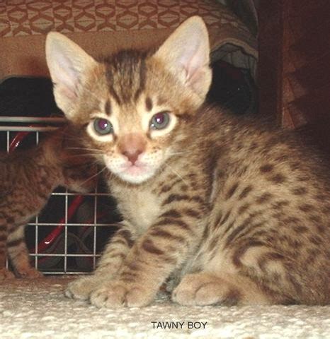 Cute Ocicat Kittens Photos