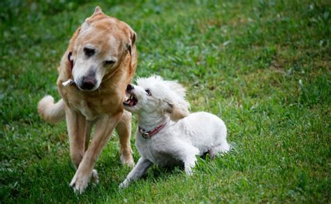 Mon Chien Est Agressif Avec Les Autres Chiens Que Faire Hello Animaux