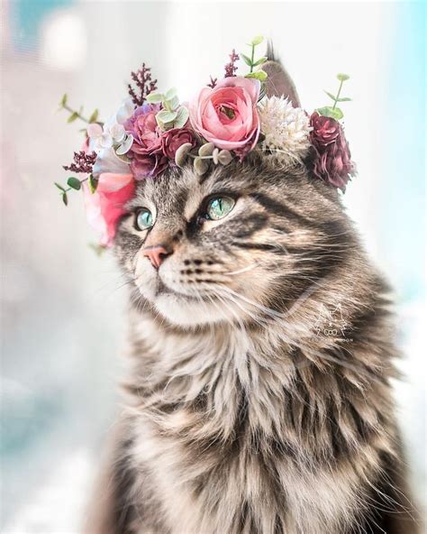 A Cat Wearing A Flower Crown On Top Of It S Head Looking At The Camera