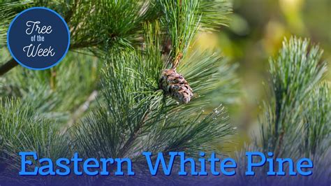 Tree Of The Week Eastern White Pine Youtube