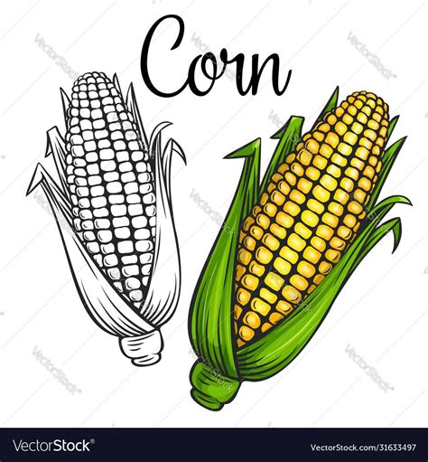 Corn Drawing Icon Vector Image On Vectorstock Corn Drawing Vegetable