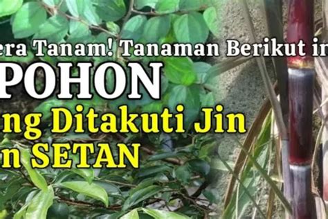 Tanaman Ampuh Melawan Gangguan Gaib Pohon Yang Ditolak Jin Dan Setan