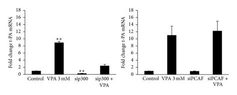 T Pa Mrna Expression After Sirna Mediated Knock Down Of P300 And Pcaf