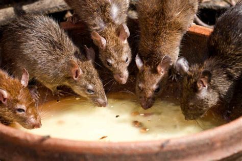 Pourquoi y a t il autant de rats à Paris