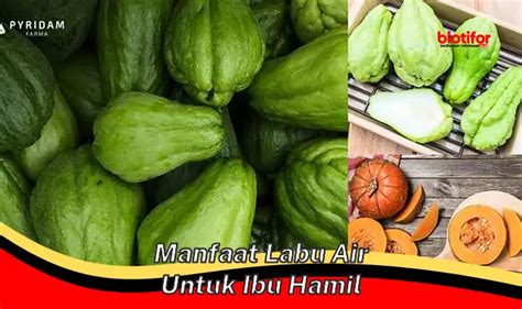 Temukan Manfaat Labu Air Untuk Ibu Hamil Rahasia Langka Yang Penting