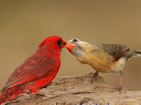 The Life of Sweet Birds: BIRD BEHAVIOR