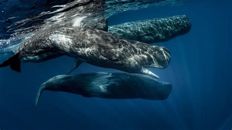 Sperm whales: The biggest toothed predator | Live Science
