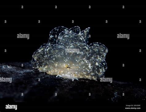 Butterfly Nudibranch Hi Res Stock Photography And Images Alamy