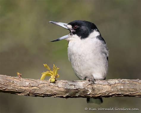 butcher bird rodent kebab ruthless butcher bird impales  prey