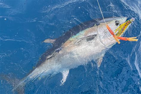 Catching Southern Bluefin Tuna - The Fishing Website