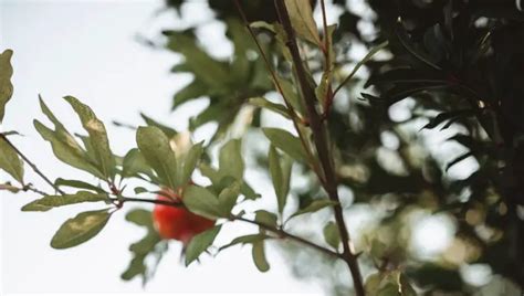 How Do You Eat Pomegranate Seeds Explained For Beginners