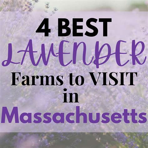 14 Amazing Lavender Farms to Visit in Kentucky This Year - Abundantly