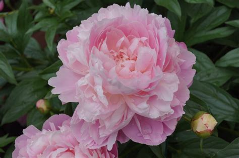 Mrs FD Roosevelt Peony APS Gold Medal Halifax Perennials Inc