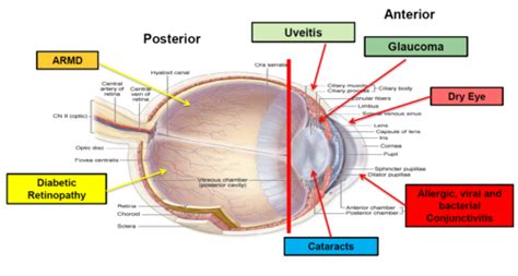 Biopharmaceutics Of Ophthalmic Medication Flashcards Quizlet