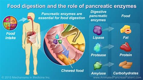 The Pancreas Plays A Pivotal Role In Normal Food Digestion Pancreatic