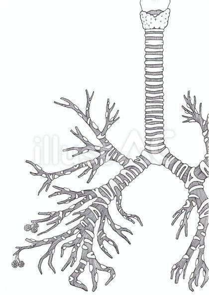 気管支イラスト No 23515465／無料イラスト フリー素材なら「イラストac」