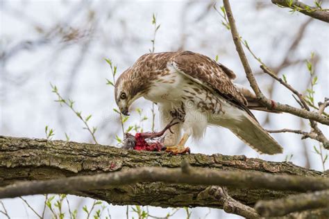 Red Tailed Hawk Eating American Robin Stock Image Image Of Prey