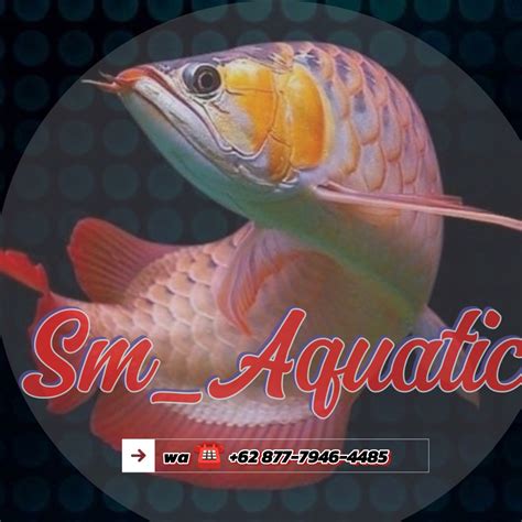 sgp master arwana rabu 10