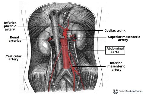 The Aorta Branches Aortic Arch Teachmeanatomy