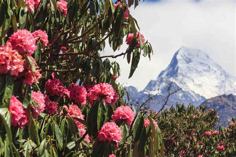 The Best Time To Visit Nepal