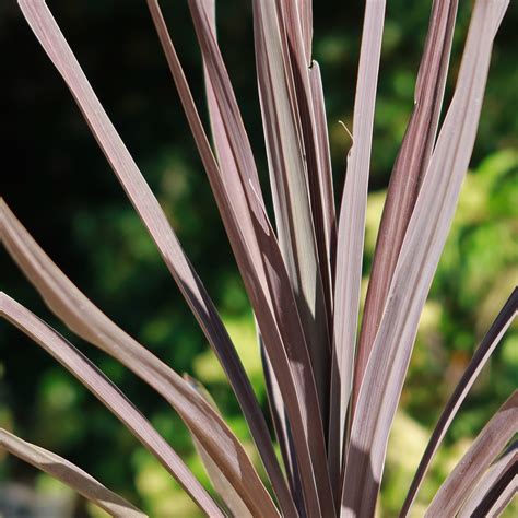 Shop 'Cordyline Red Sensation' Care and Growing Guide | Planet Desert