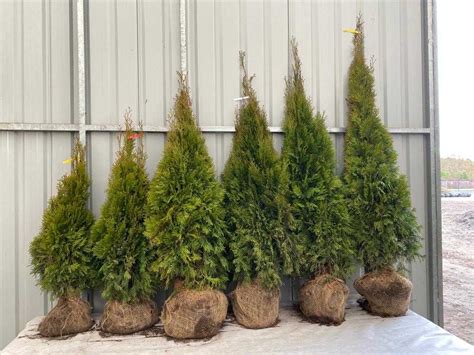 Tuja Szmaragd Xxl Cm Thuja Occidentalis Smaragd Tarnowo