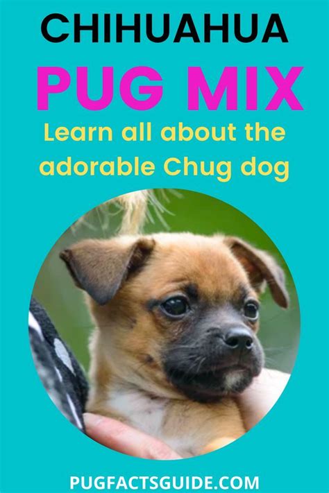 The chihuahua pug mix is adorable and popular, but what happens when ...