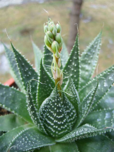 Aloe Aristata Lace Aloe World Of Flowering Plants Blooming