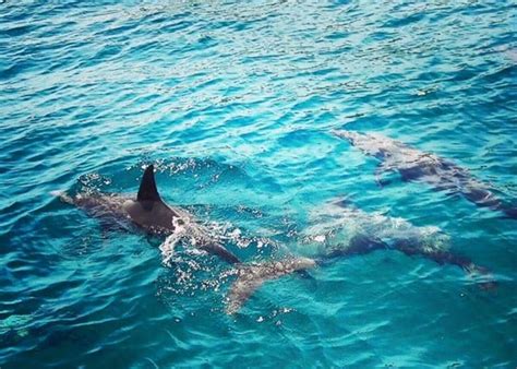 Private Boat Tour With Dolphin Spotting Snorkeling Phuket Private